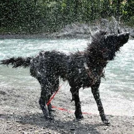 Nessie macht ihrem Namen alle Ehre - als "Ungeheuer vom Lech“