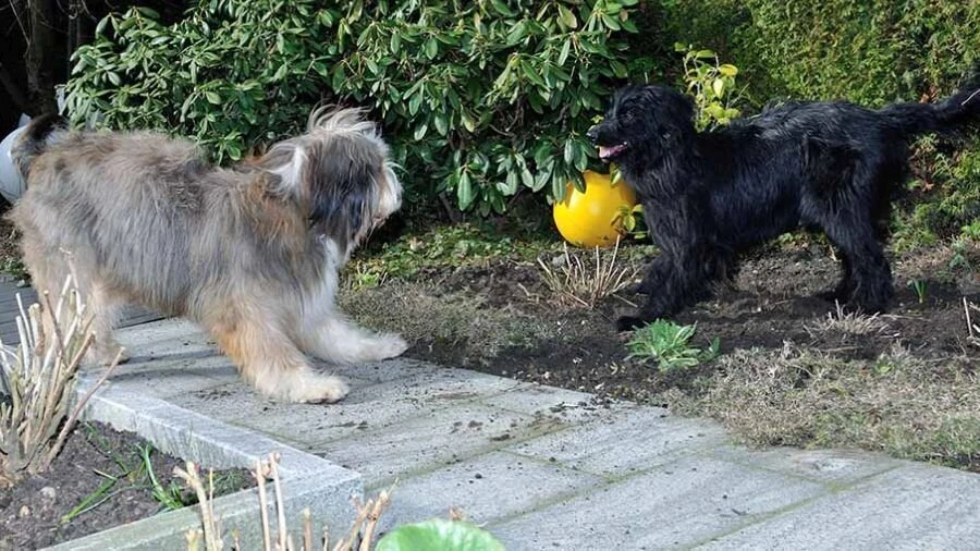 Nessie und O'Kenny