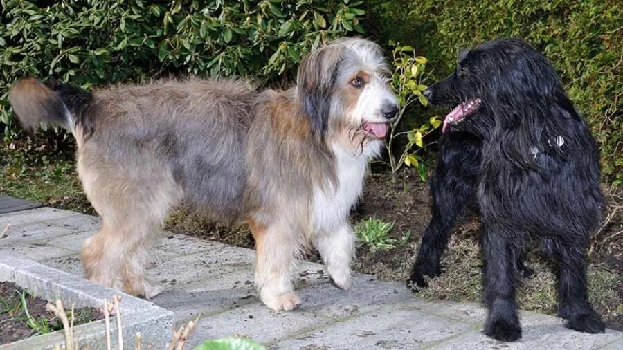Nessie und O'Kenny