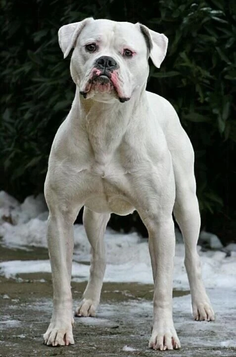 großer Hund großer Hund
