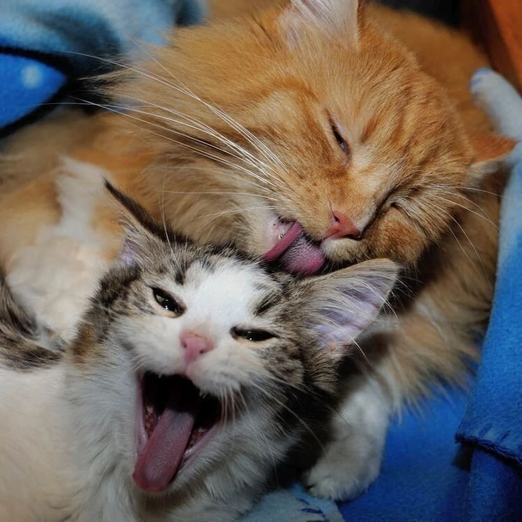 Katze