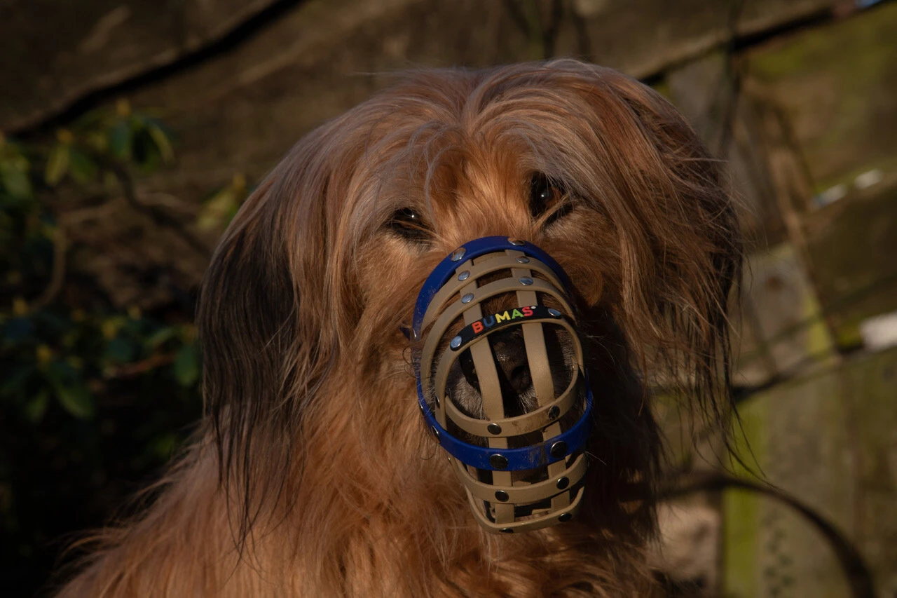 Hund mit Maulkorb