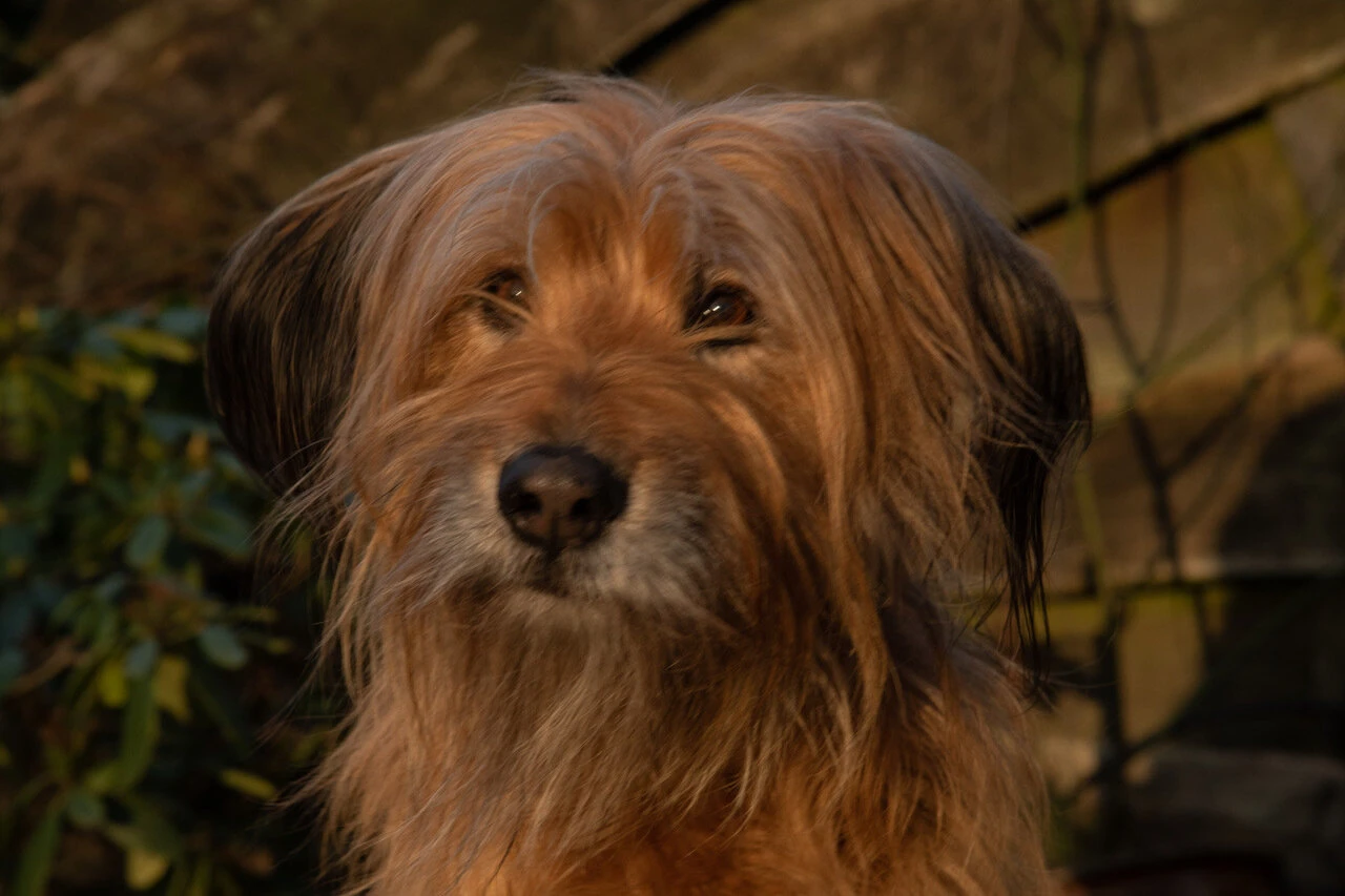 Hund mit Maulkorb