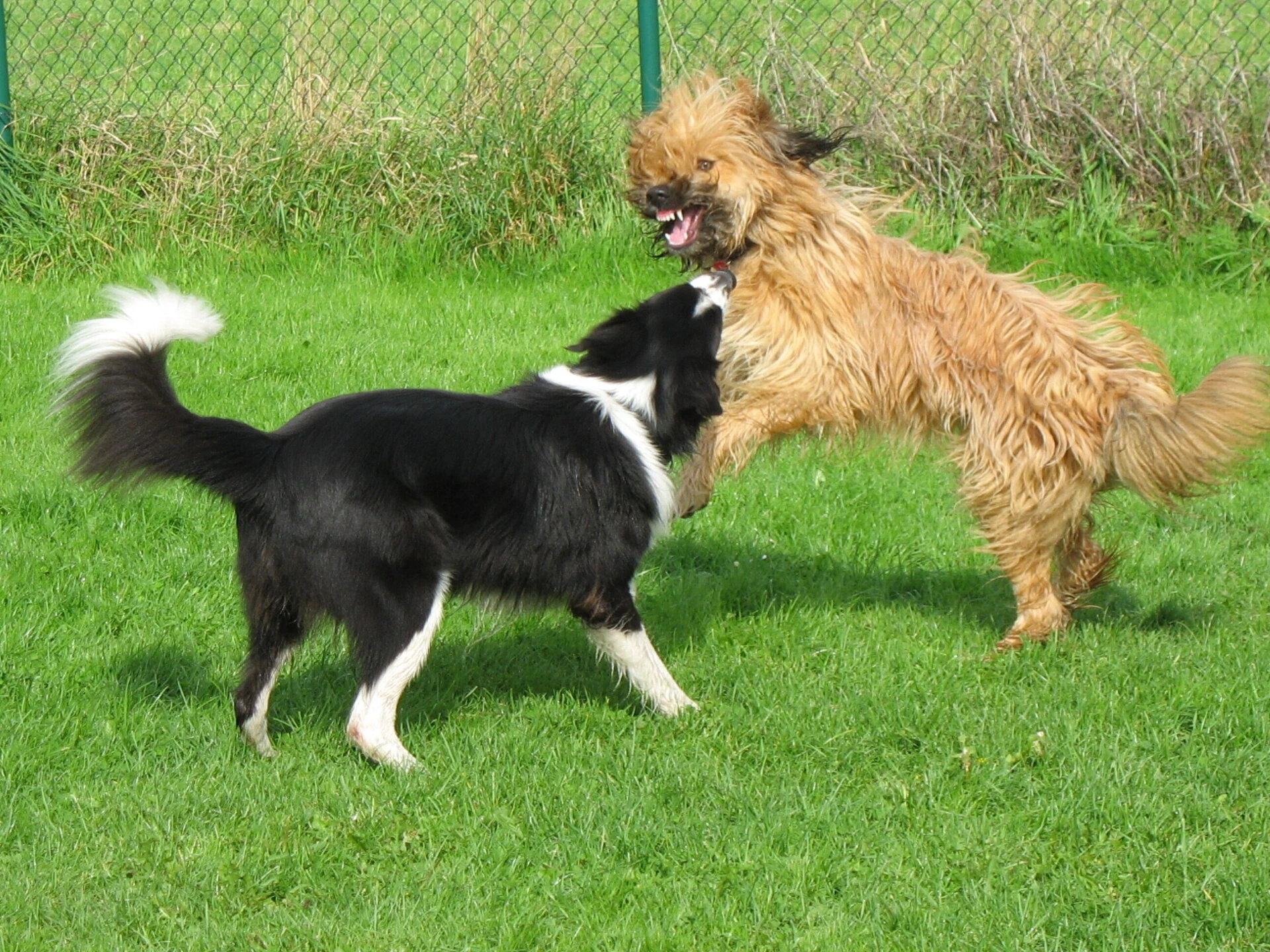 Romeo und Jola